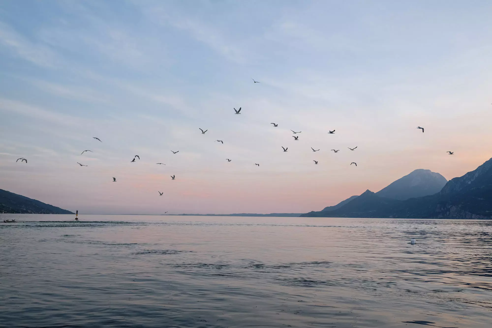 Pink sky and birds in flight during a sunset on the lake in Brenzone